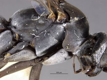Media type: image;   Entomology 30972 Aspect: thorax lateral